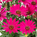 Osteospermum Soleo Hot Pink